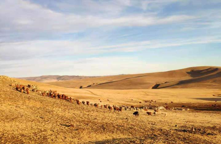 Cashmere Cardigan Melbourne VIC