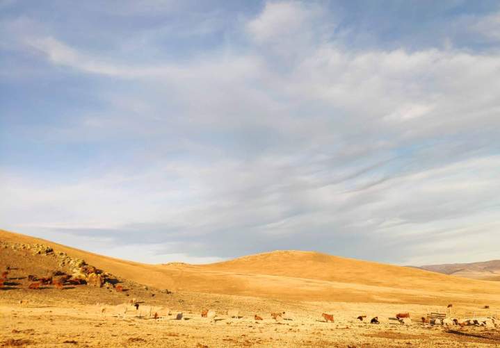 Inner Mongolian Cashmere Store Melbourne VIC