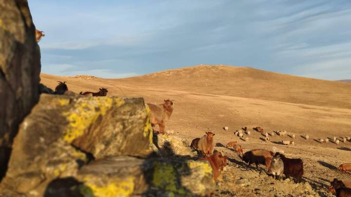 Inner Mongolian Cashmere, Armadale<br/>Cosy Inner Mongolian Cashmere, Armadale<br/>Delightful Inner Mongolian Cashmere, Armadale